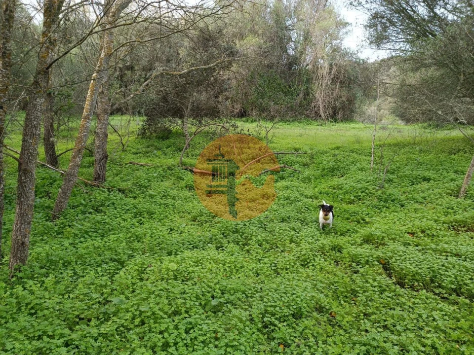 Terreno para Venda em Alcoutim e Pereiro Foto 19