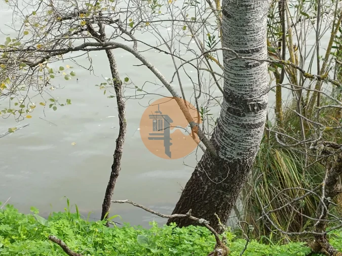 Terreno para Venda em Alcoutim e Pereiro Foto 1