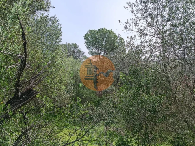 Terreno para Venda em Alcoutim e Pereiro Foto 5