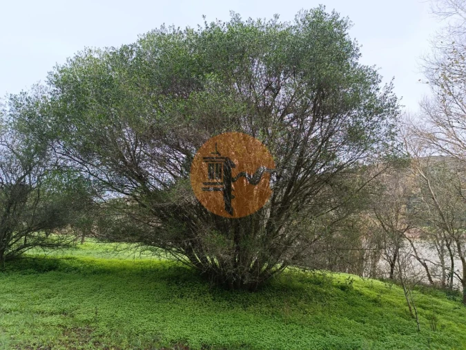 Terreno para Venda em Alcoutim e Pereiro Foto 14