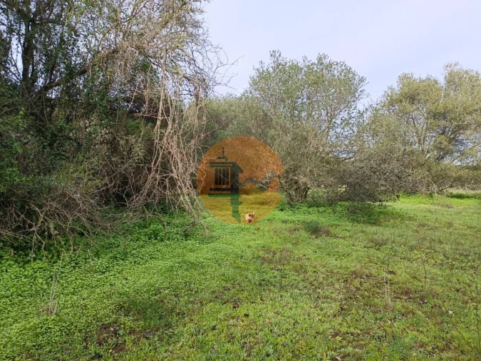 Terreno para Venda em Alcoutim e Pereiro Foto 16