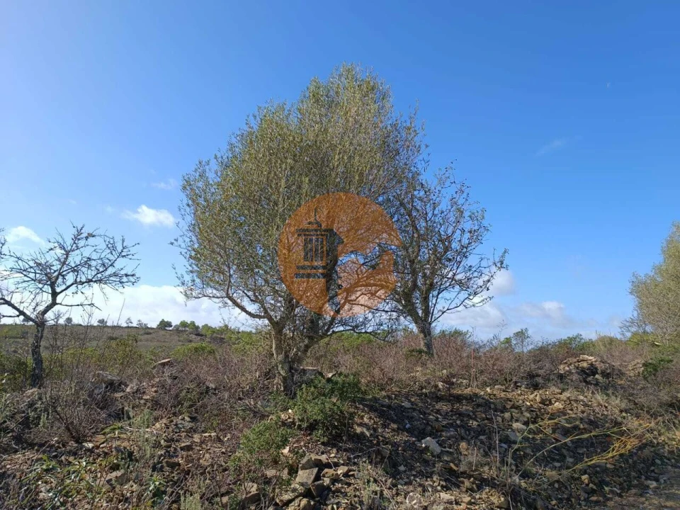 Terreno para Venda em Alcoutim e Pereiro Foto 9