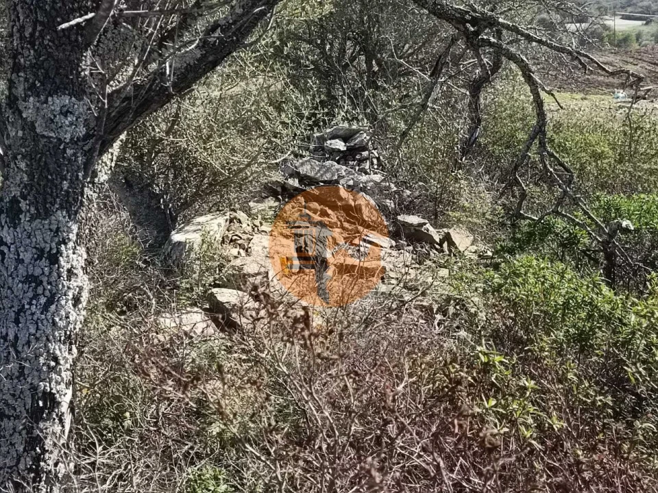 Terreno para Venda em Alcoutim e Pereiro Foto 13