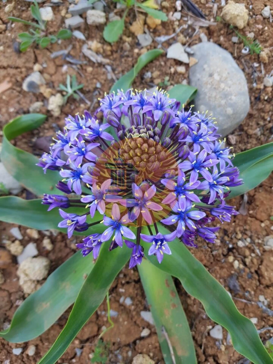 Terreno para Venda em Conceição e Estoi Foto 11