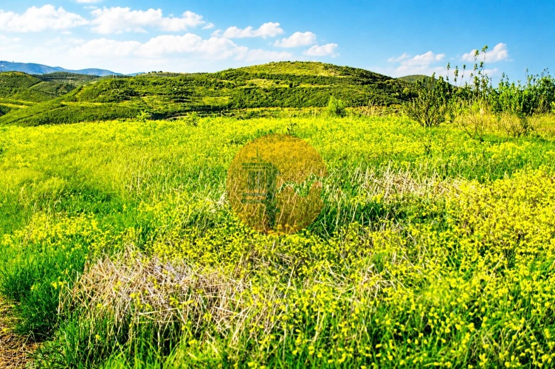 Terreno para Venda em Tavira (Santa Maria e Santiago) Foto 5