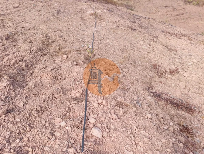 Terreno para Venda em Conceição e Cabanas de Tavira Foto 6