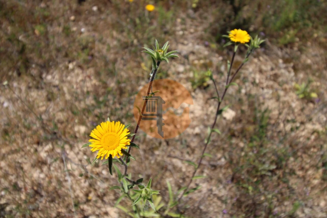 Terreno para Venda em Conceição e Estoi Foto 12