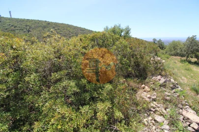 Terreno para Venda em Conceição e Estoi