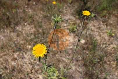 Terreno para Venda em Conceição e Estoi