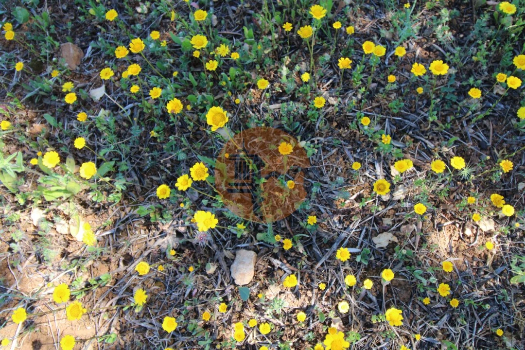 Terreno para Venda em Conceição e Estoi Foto 16