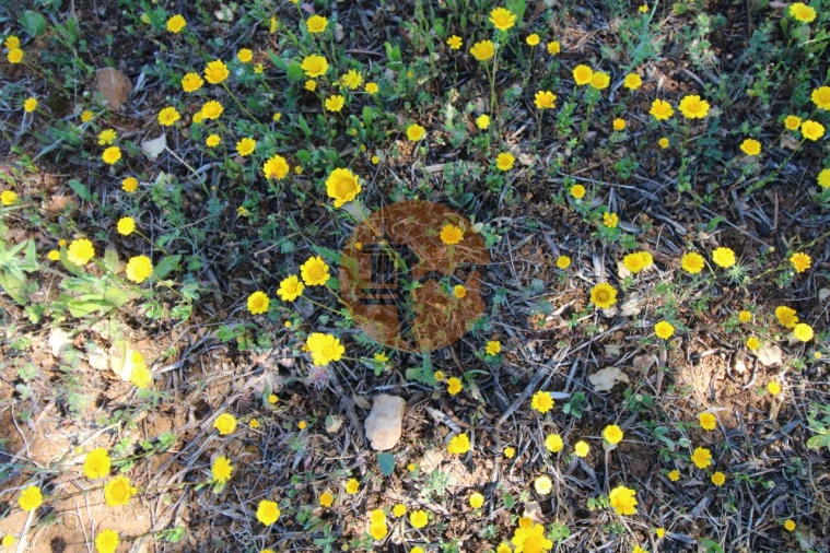 Terreno para Venda em Conceição e Estoi Foto 16