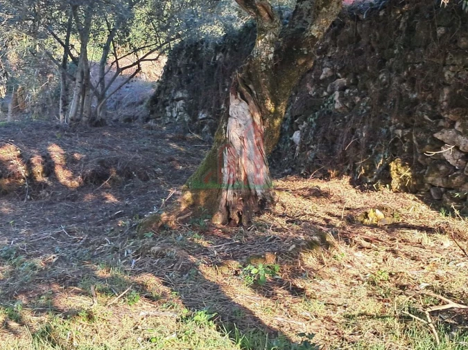 Terreno para Venda em Vila Seca e Bem da Fé Foto 17