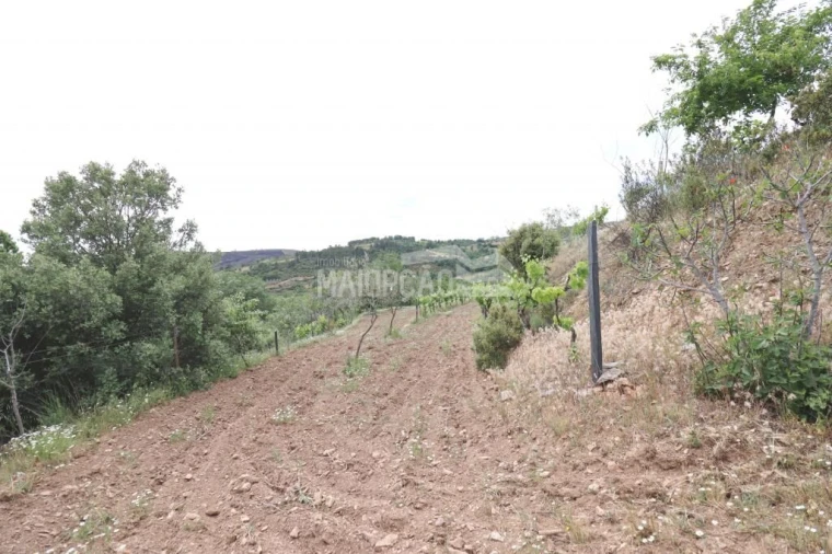 Quinta T0 para Venda em Aveleda e Rio de Onor Foto 15