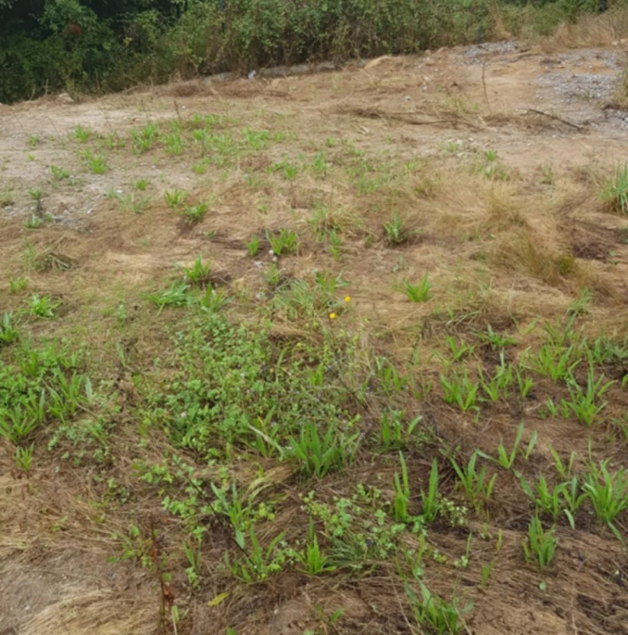 Terreno para Venda em Lustosa e Barrosas (Santo Estêvão)