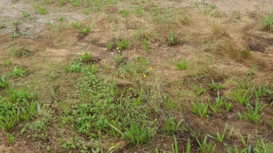 Terreno para Venda em Lustosa e Barrosas (Santo Estêvão)