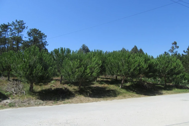 Terreno para Venda em Monte Real e Carvide Foto 4