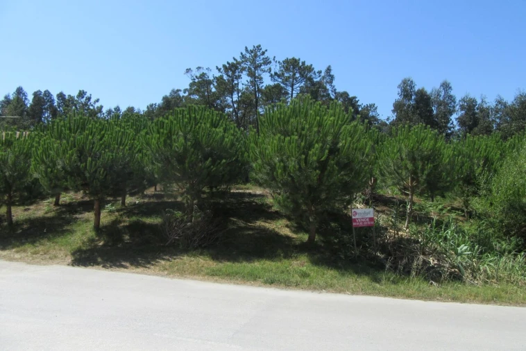 Terreno para Venda em Monte Real e Carvide Foto 5