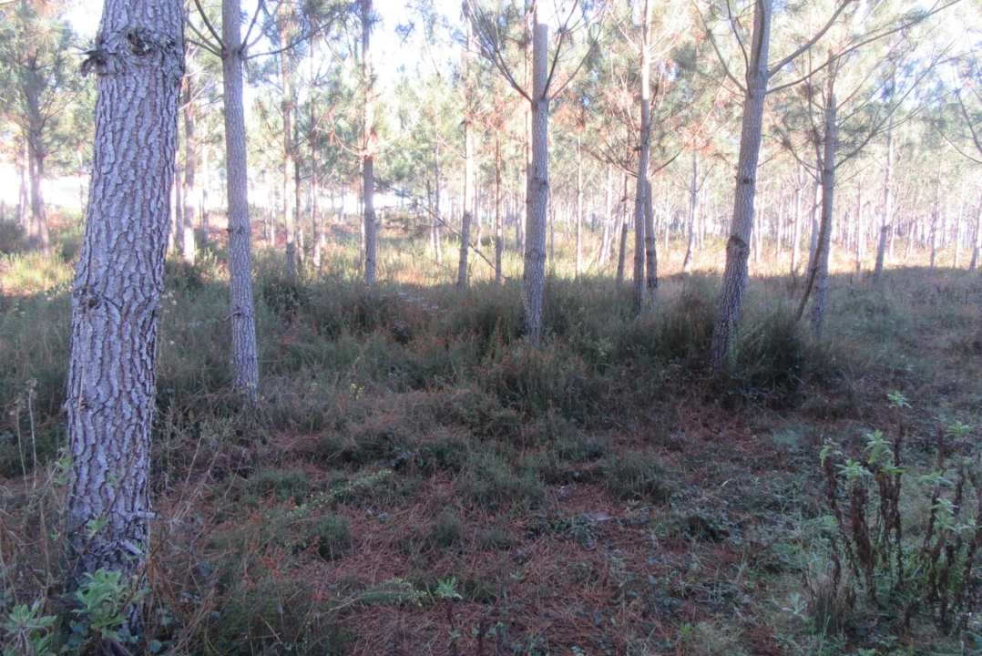 Terreno para Venda em Monte Real e Carvide Foto 6