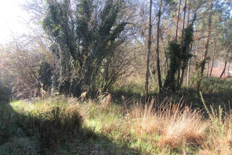 Terreno para Venda em Monte Real e Carvide Foto 9
