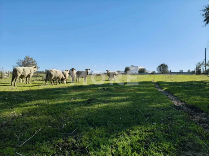 Terreno para Venda em Bacelo e Senhora da Saúde Foto 4