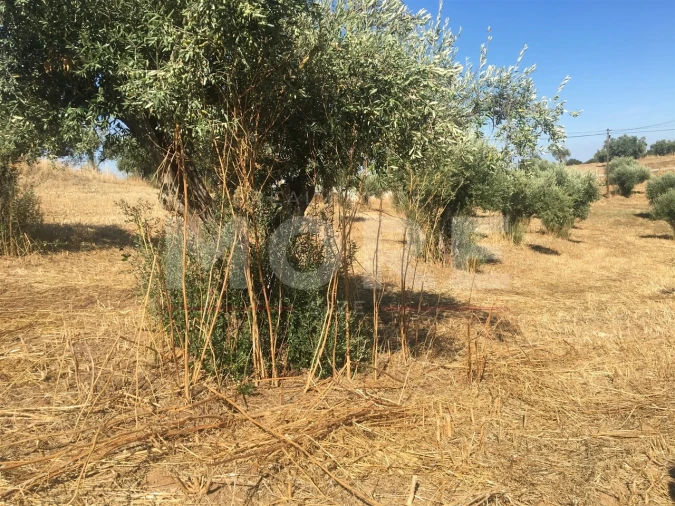 Terreno para Venda em Amieira e Alqueva Foto 12