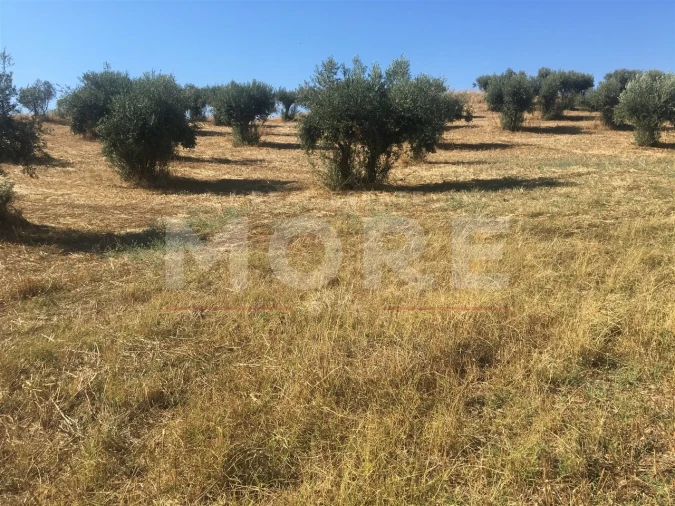 Terreno para Venda em Amieira e Alqueva Foto 14