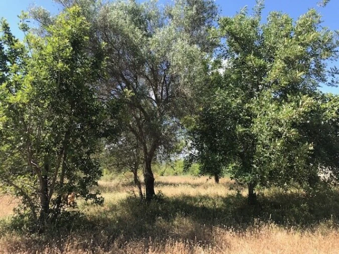 Moradia T4 para Venda em Algoz e Tunes Foto 30