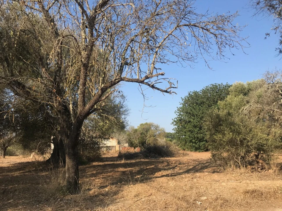 Terreno para Venda em Algoz e Tunes Foto 10