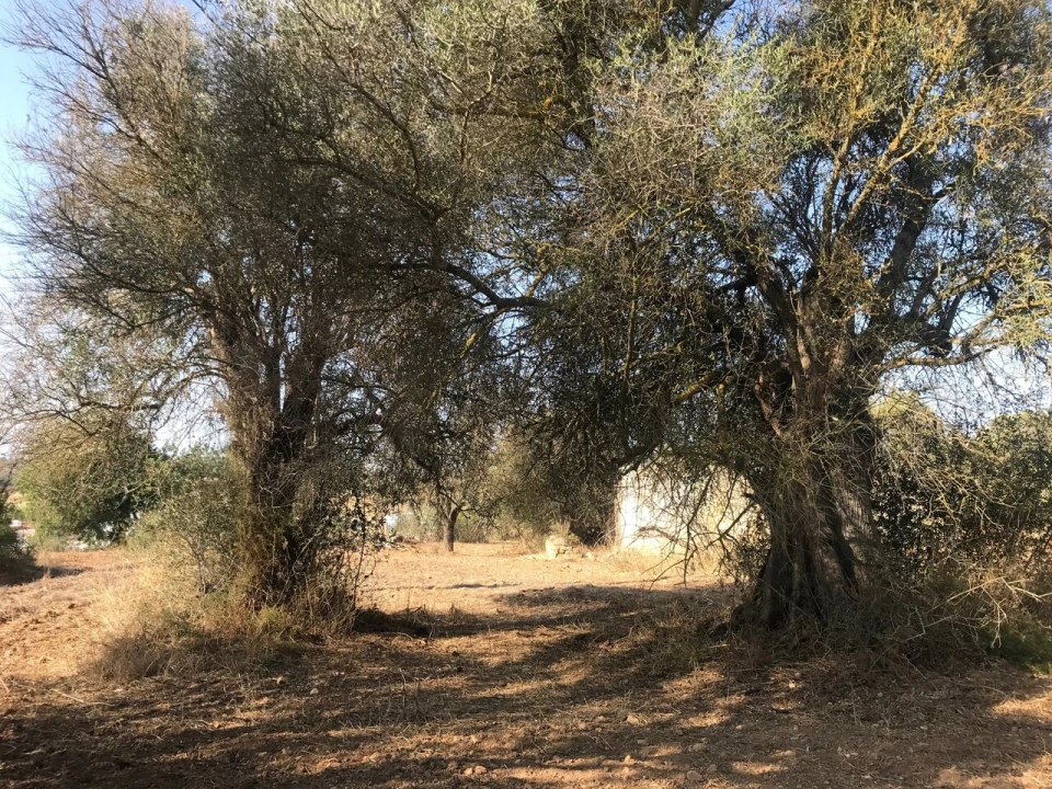 Terreno para Venda em Algoz e Tunes Foto 17