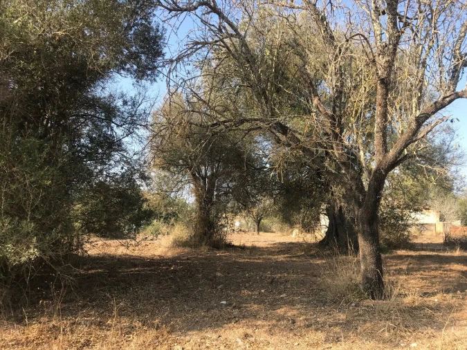 Terreno para Venda em Algoz e Tunes Foto 14