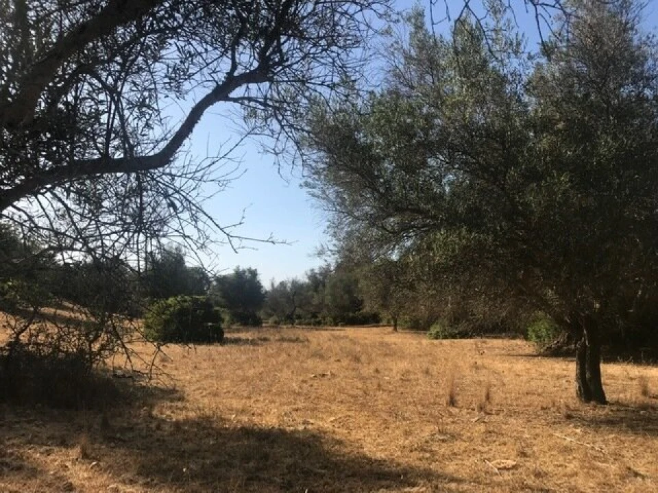 Terreno para Venda em Algoz e Tunes Foto 3