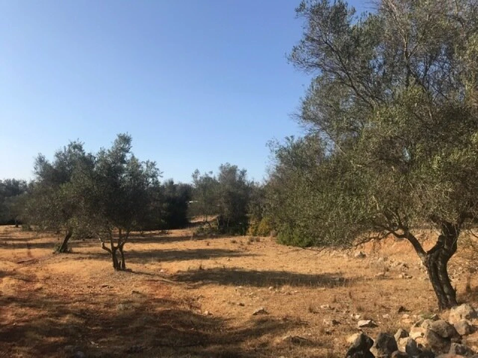 Terreno para Venda em Algoz e Tunes Foto 6