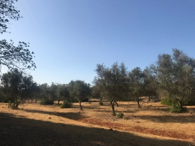 Terreno para Venda em Algoz e Tunes Foto 10