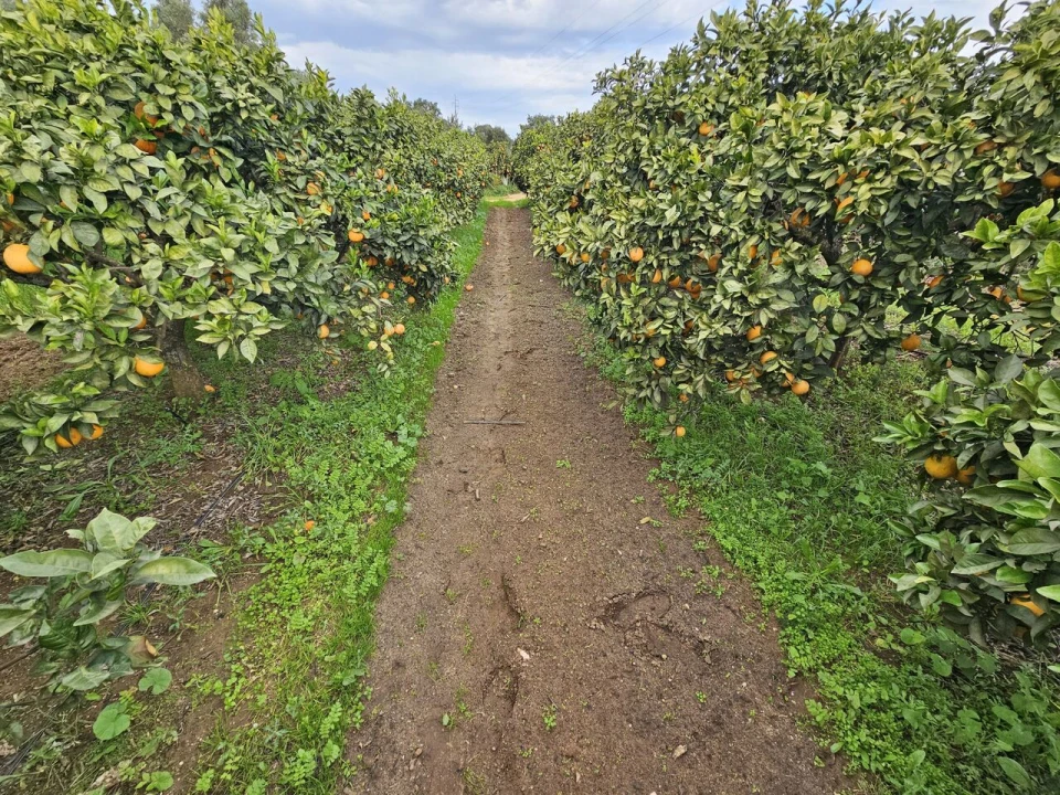 Terreno para Venda em Algoz e Tunes Foto 4