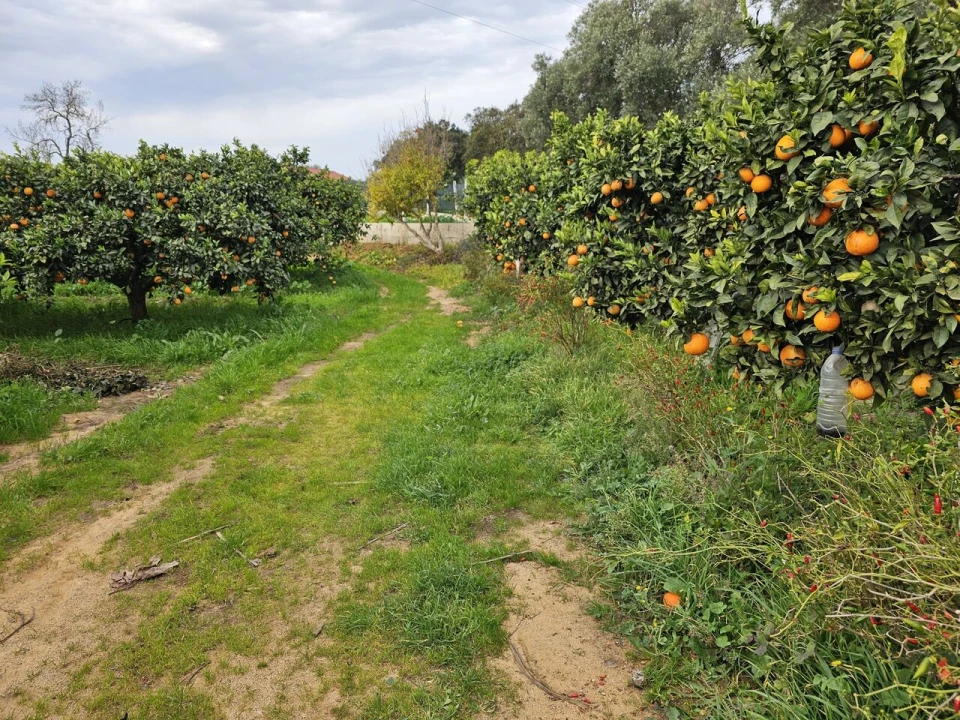 Terreno para Venda em Algoz e Tunes Foto 1