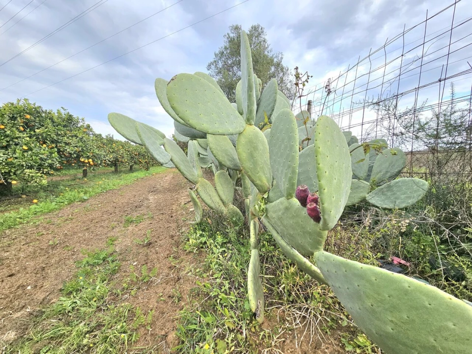 Terreno para Venda em Algoz e Tunes Foto 5