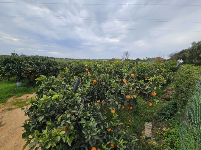 Terreno para Venda em Algoz e Tunes Foto 6