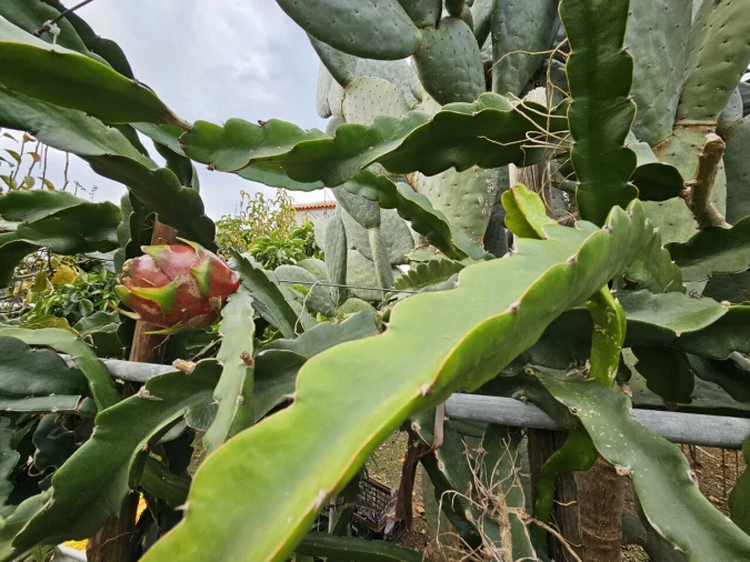 Terreno para Venda em Algoz e Tunes Foto 10