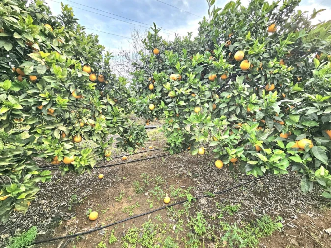 Terreno para Venda em Algoz e Tunes Foto 7