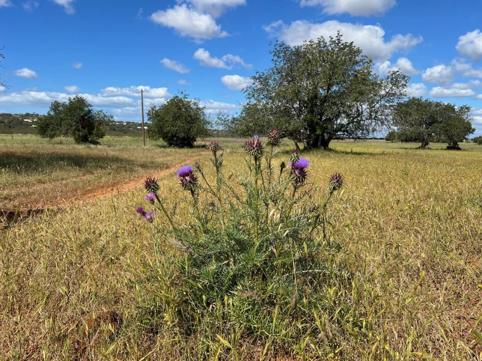 Terreno para Venda em Algoz e Tunes Foto 9