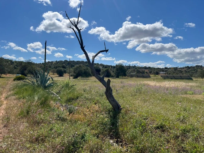 Terreno para Venda em Algoz e Tunes Foto 6