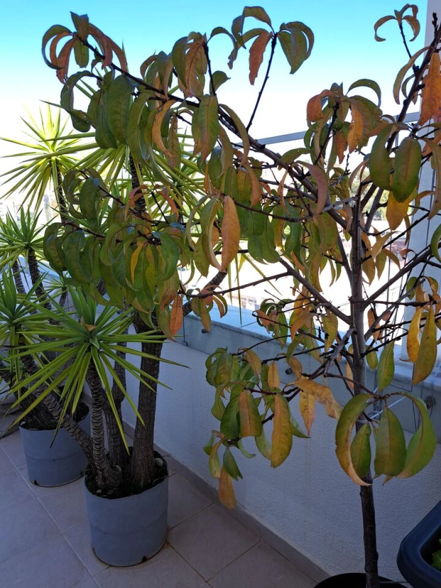 Apartamento T4 para Venda em Alto do Seixalinho, Santo André e Verderena Foto 26