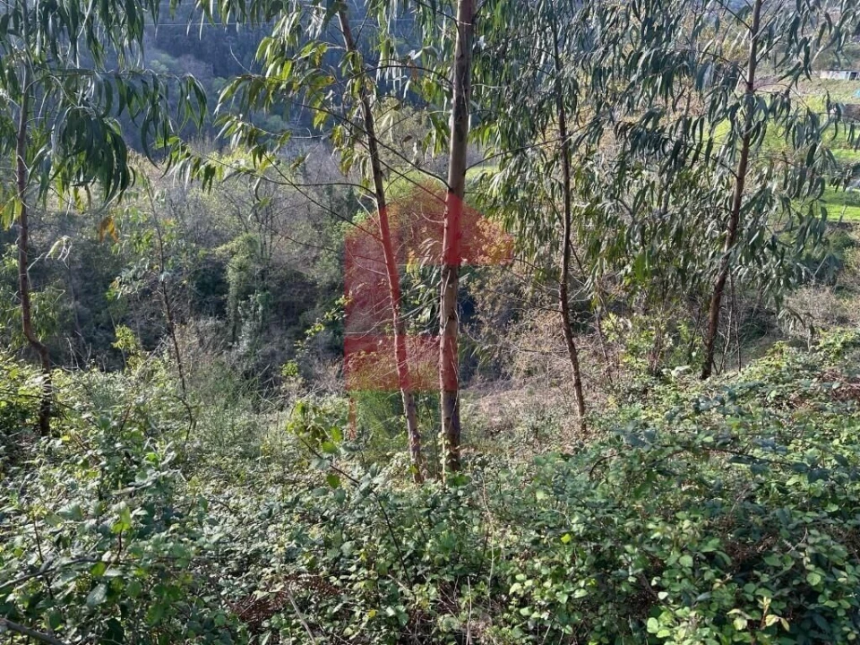 Terreno para Venda em Oriz (Santa Marinha) e Oriz (São Miguel) Foto 9