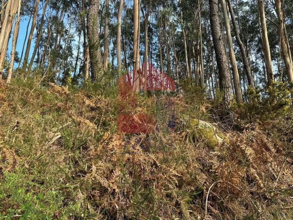 Terreno para Venda em Oriz (Santa Marinha) e Oriz (São Miguel) Foto 7