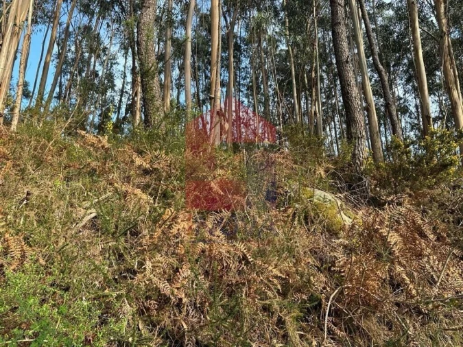Terreno para Venda em Oriz (Santa Marinha) e Oriz (São Miguel) Foto 7
