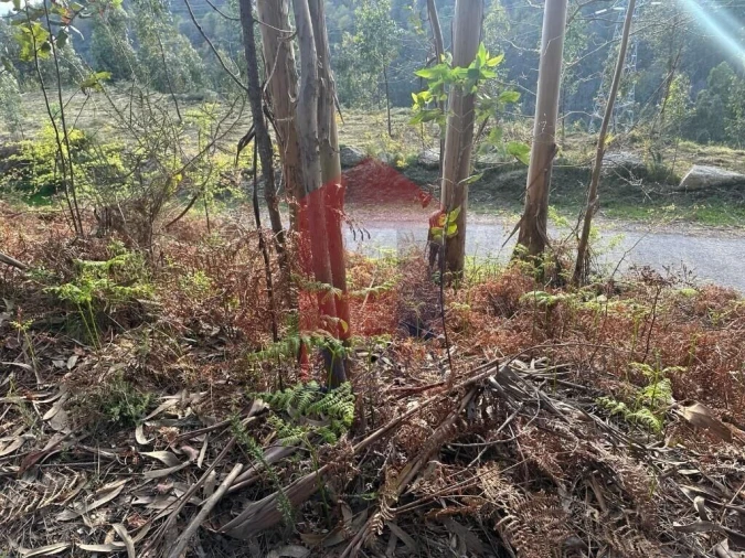 Terreno para Venda em Oriz (Santa Marinha) e Oriz (São Miguel) Foto 31