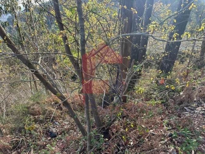 Terreno para Venda em Oriz (Santa Marinha) e Oriz (São Miguel) Foto 24