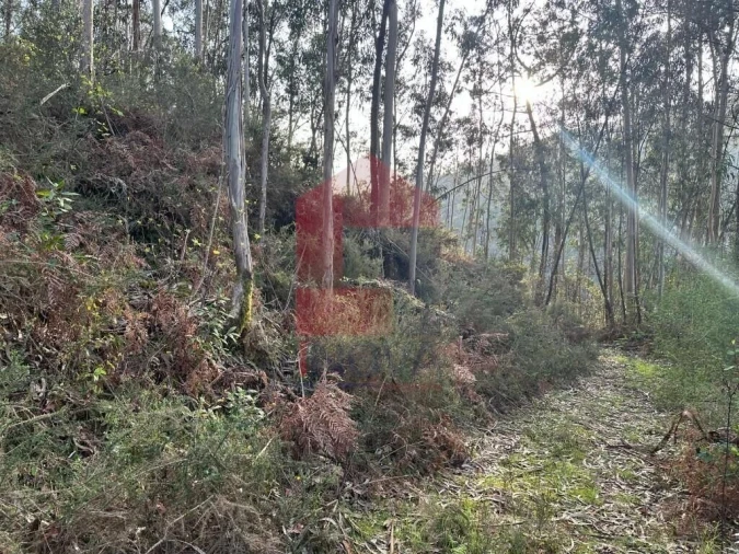 Terreno para Venda em Oriz (Santa Marinha) e Oriz (São Miguel) Foto 17