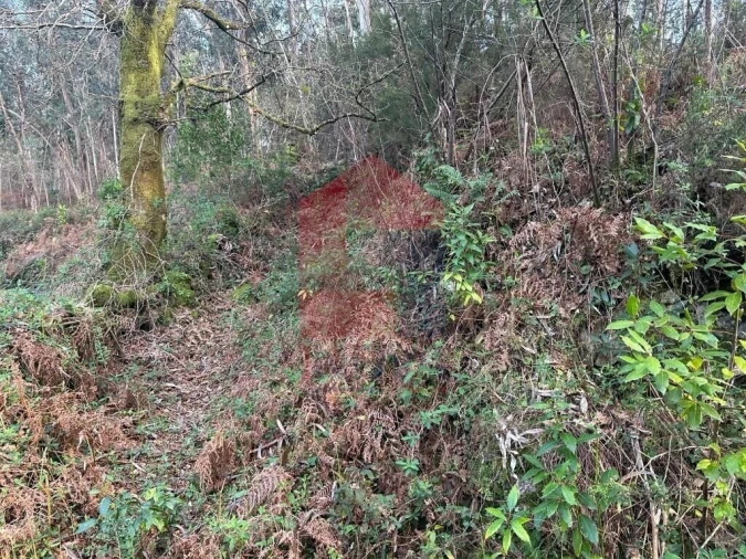 Terreno para Venda em Oriz (Santa Marinha) e Oriz (São Miguel) Foto 15