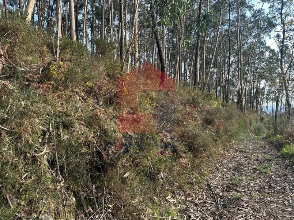 Terreno para Venda em Oriz (Santa Marinha) e Oriz (São Miguel) Foto 18